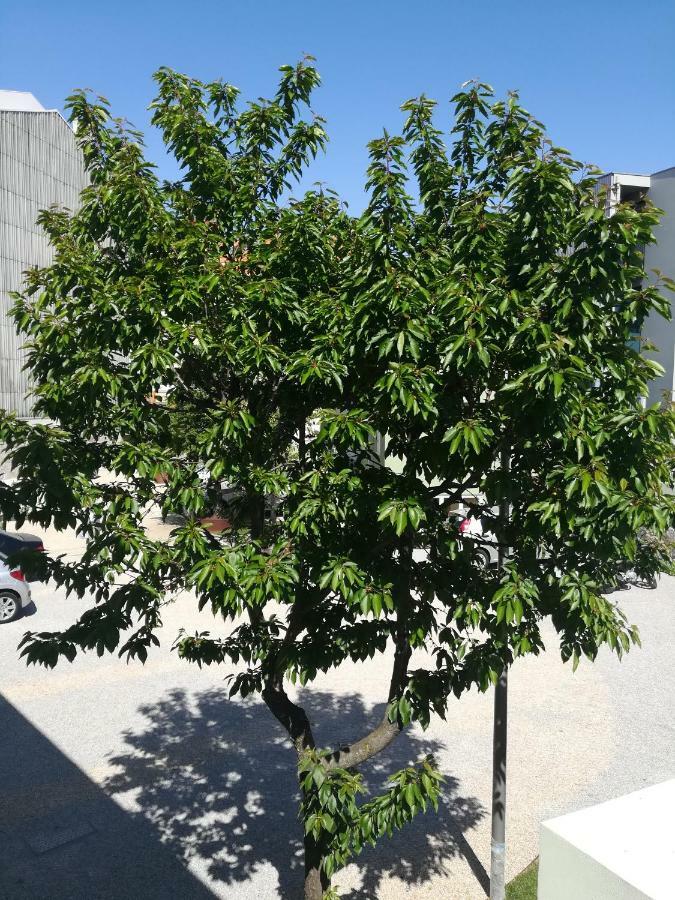 Green House / Casa Verde Порту Экстерьер фото